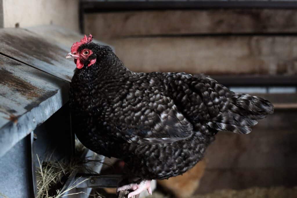 The Top 18 Chicken Breeds for Your Backyard Flock ~ Homestead and