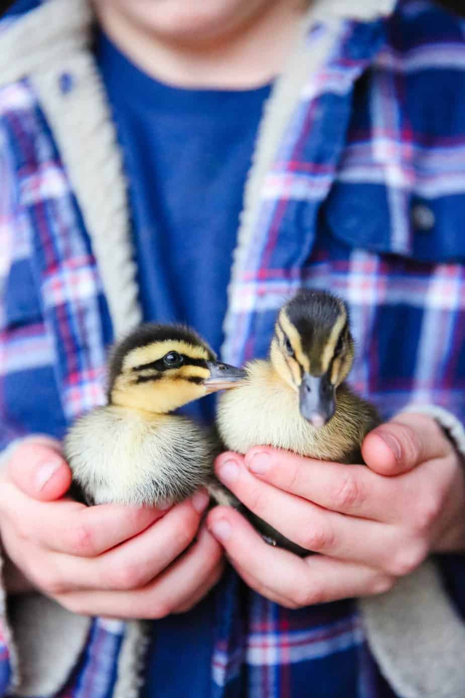 What do Baby Ducks eat? The Vanilla Tulip